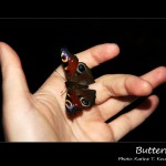 Butterfly_by_Titanica