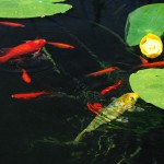 koi-i-dam