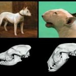 bull-terrier-skull