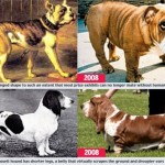 bulldog-basset