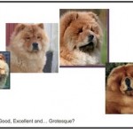 chow-chow