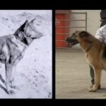 german-shepherd (2)