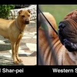 sharpei